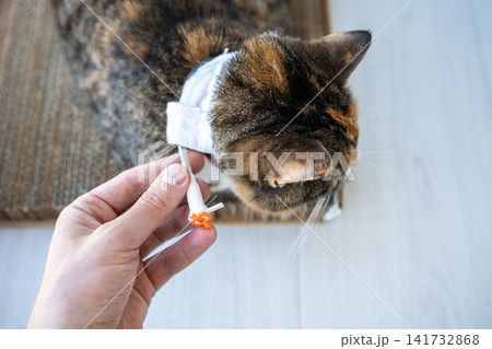 Closeup of cat owner holding and showing esophagostomy tube after vet discharge. Home treatment Closeup of cat owner holding and showing esophagostomy tube after vet discharge. Home treatment 141732868
