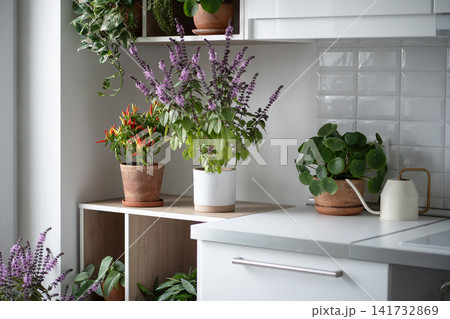 Decorative home garden with blooming Thai basil, chili pepper, Pilea, and Epipremnum potted plants. Decorative home garden with blooming Thai basil, chili pepper, Pilea, and Epipremnum potted plants. 141732869