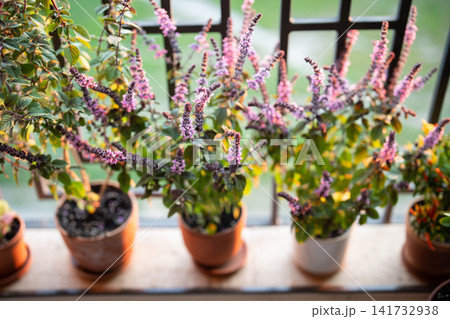 Blooming Thai basil plant bush with small purple aroma flowers in clay pot on windowsill at home Blooming Thai basil plant bush with small purple aroma flowers in clay pot on windowsill at home 141732938