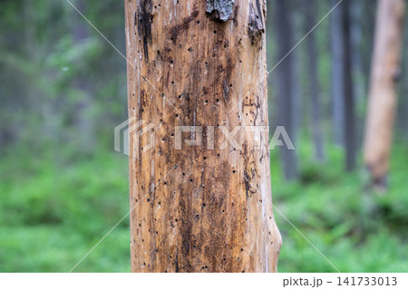 Signs of bark beetle activity on dead spruce trunk showing insect galleries and wood damage in forest. Signs of bark beetle activity on dead spruce trunk showing insect galleries and wood damage in forest. 141733013