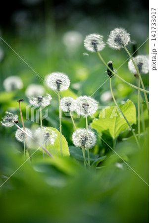 Soft dandelion puff flowers and grass on field. Calm summer nature background. Invasive plant, weeds 141733017
