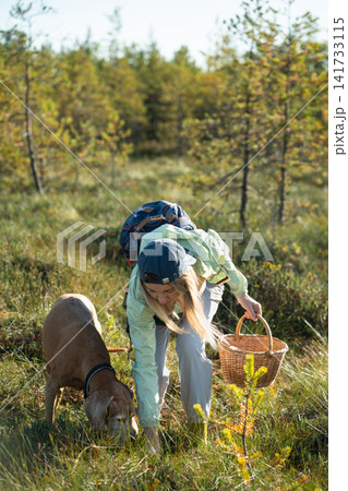 Woman hiker botanist harvesting for natural vegan foraged foods in autumn forest together with dog. 141733115