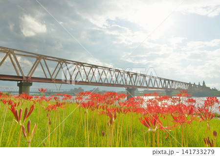 線路(鉄橋)と彼岸花(大分県大分市) 線路(鉄橋)と彼岸花(大分県大分市) 141733279