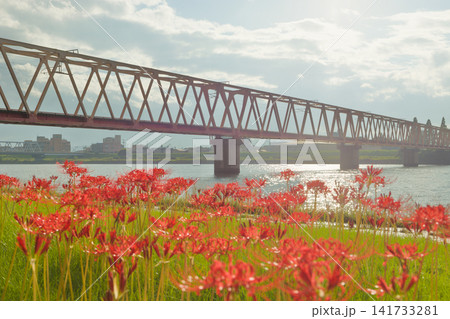 線路(鉄橋)と彼岸花(大分県大分市) 線路(鉄橋)と彼岸花(大分県大分市) 141733281