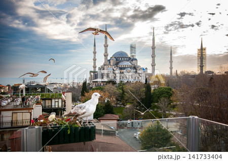A seagull perched on a rooftop with the Blue Mosque glowing at sunset behind it in Istanbul, Turkey, a scenic evening view. A seagull perched on a rooftop with the Blue Mosque glowing at sunset behind it in Istanbul, Turkey, a scenic evening view. 141733404