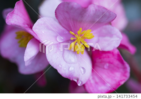 Pink Begonia Flower with Dew Drops Macro Pink Begonia Flower with Dew Drops Macro 141733454