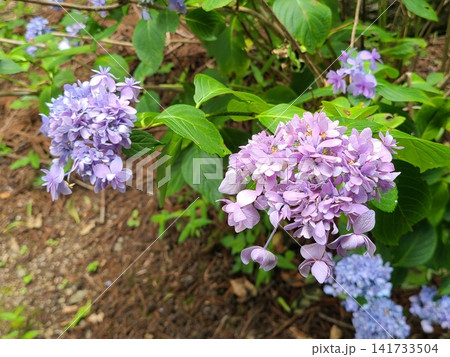 紫陽花 141733504