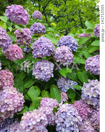 紫陽花 141733505