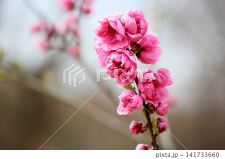 早春の花 ハナモモ 早春の花 ハナモモ 141733660