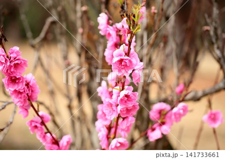 早春の花 ハナモモ 早春の花 ハナモモ 141733661
