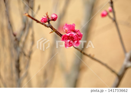 早春の花 ハナモモ 早春の花 ハナモモ 141733662