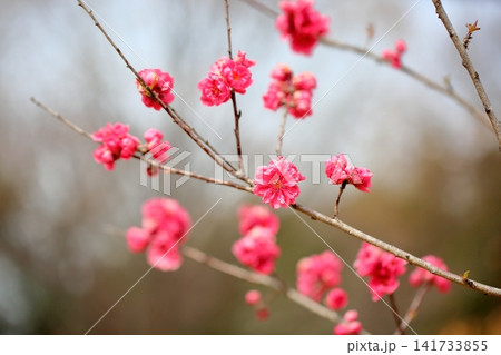 早春の花 可愛い ハナモモ 早春の花 可愛い ハナモモ 141733855
