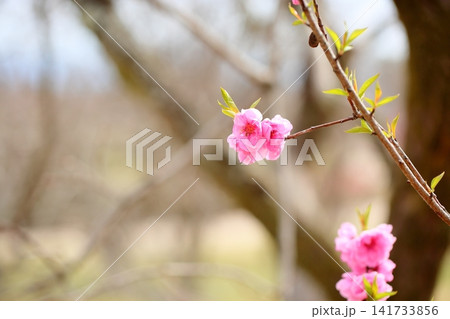 早春の花　可愛い　ハナモモ 141733856