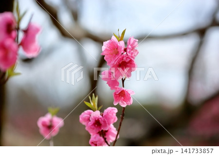 早春の花 可愛い ハナモモ 早春の花 可愛い ハナモモ 141733857