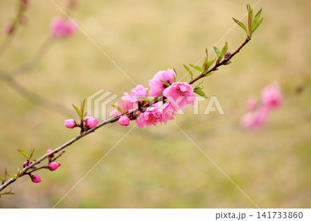 早春の花　可愛い　ハナモモ 141733860