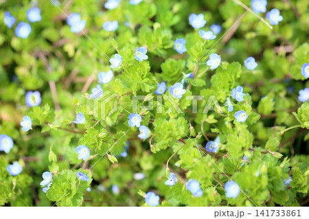 早春の花 爽やか オオイヌノフグリ 早春の花 爽やか オオイヌノフグリ 141733861