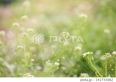 春の七草 ナズナの花 春の七草 ナズナの花 141733862