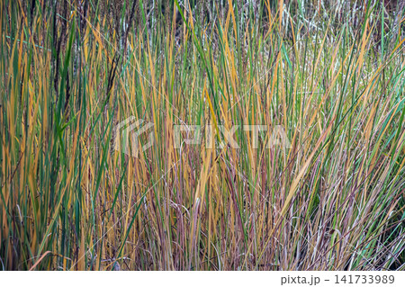 Colorful Autumn Foliage of Purple Moor Grass Colorful Autumn Foliage of Purple Moor Grass 141733989