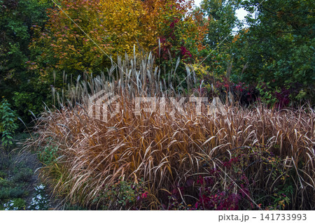 Large Miscanthus Clump in an Autumn Botanical Garden Large Miscanthus Clump in an Autumn Botanical Garden 141733993