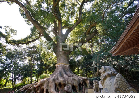 宗像市 光岡八幡宮の大楠 宗像市 光岡八幡宮の大楠 141734058