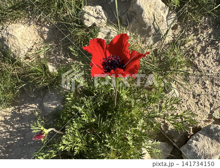 Spring bloom of anemones (Anemone coronaria) in the Negev Spring bloom of anemones (Anemone coronaria) in the Negev 141734150