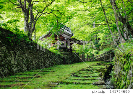 【滋賀県東近江市】百済寺 苔むす表門前と新緑の絶景 【滋賀県東近江市】百済寺 苔むす表門前と新緑の絶景 141734699