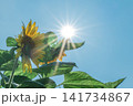 青空を見上げるひまわりと眩しい太陽の光。コピースペースのあるローアングル構図 141734867