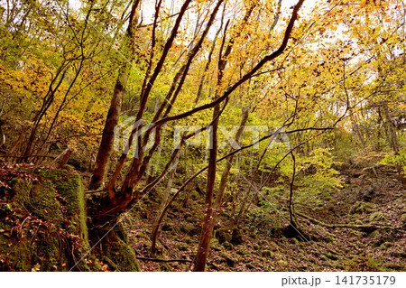紅葉が美しい赤西渓谷の風景 141735179