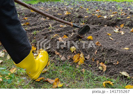 Unrecognizable Woman Planting Garlic in Garden Soil During Late Autumn. Wearing bright yellow rubber gardening boots and protective gloves. She uses hoe to create planting rows. Vegetable garden with Unrecognizable Woman Planting Garlic in Garden Soil During Late Autumn. Wearing bright yellow rubber gardening boots and protective gloves. She uses hoe to create planting rows. Vegetable garden with 141735267