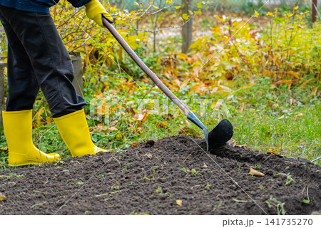 Unrecognizable Woman Planting Garlic in Garden Soil During Late Autumn. Wearing bright yellow rubber gardening boots and protective gloves. She uses hoe to create planting rows. Vegetable garden with Unrecognizable Woman Planting Garlic in Garden Soil During Late Autumn. Wearing bright yellow rubber gardening boots and protective gloves. She uses hoe to create planting rows. Vegetable garden with 141735270
