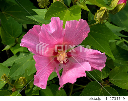 夏の日差しに映える芙蓉の鮮やかなピンクの花 夏の日差しに映える芙蓉の鮮やかなピンクの花 141735349