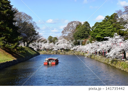滋賀県 彦根城内堀と満開桜と屋形船 滋賀県 彦根城内堀と満開桜と屋形船 141735442