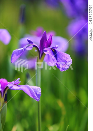 水月公園の花菖蒲 141735794