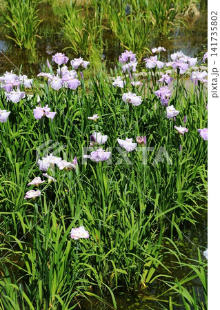 水月公園の花菖蒲 141735802