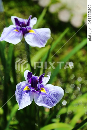 水月公園の花菖蒲 水月公園の花菖蒲 141735809