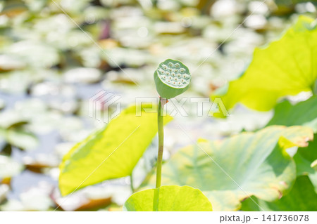 花後のハスに実る緑色の実托と種子 花後のハスに実る緑色の実托と種子 141736078