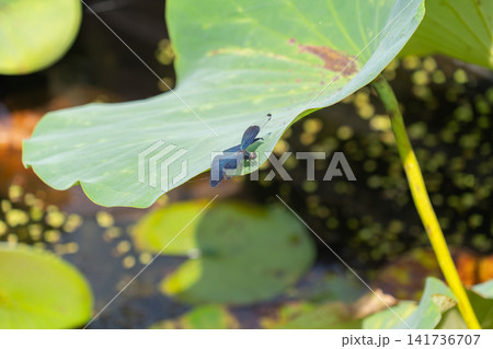 ハス池にとまる黒く輝くチョウトンボ 141736707