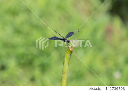 ハス池にとまる黒く輝くチョウトンボ ハス池にとまる黒く輝くチョウトンボ 141736708