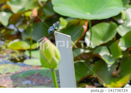ハス池にとまる黒く輝くチョウトンボ ハス池にとまる黒く輝くチョウトンボ 141736724