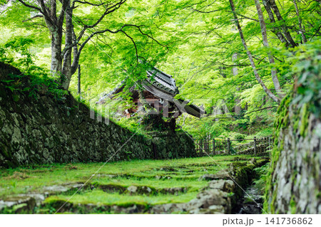 【滋賀県東近江市】百済寺 苔むす表門前と新緑の絶景 【滋賀県東近江市】百済寺 苔むす表門前と新緑の絶景 141736862