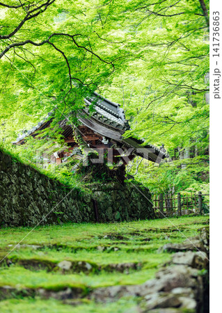 【滋賀県東近江市】百済寺　苔むす表門前と新緑の絶景 141736863