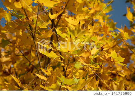 Maple tree displays bright yellow leaves under sun in clear sky Maple tree displays bright yellow leaves under sun in clear sky 141736990