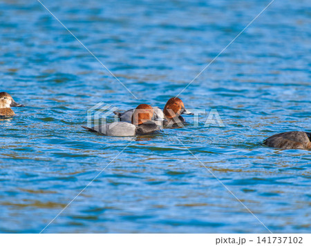 池を泳ぐホシハジロ 池を泳ぐホシハジロ 141737102