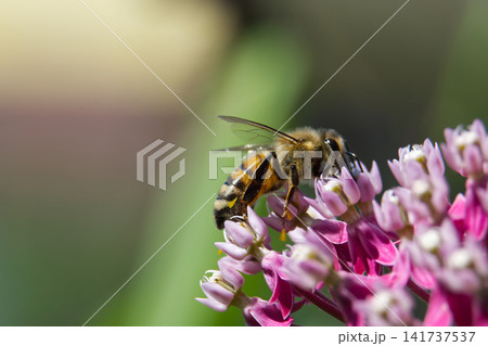Close-up of a honeybee collecting nectar from a cluster of pink milkweed flowers 141737537