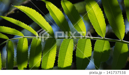Sunlight filtering through vibrant green serrated leaves on a branch Sunlight filtering through vibrant green serrated leaves on a branch 141737538
