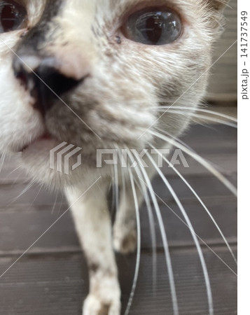 シャムネコ美人猫ちゃんが近づいてきた シャムネコ美人猫ちゃんが近づいてきた 141737549