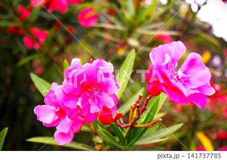 キョウチクトウの花 141737785