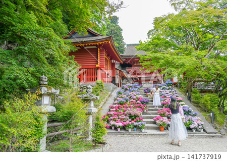 奈良県桜井市 新緑の談山神社の楼門前に並べられた紫陽花の階段で写真を撮る女性たち 奈良県桜井市 新緑の談山神社の楼門前に並べられた紫陽花の階段で写真を撮る女性たち 141737919