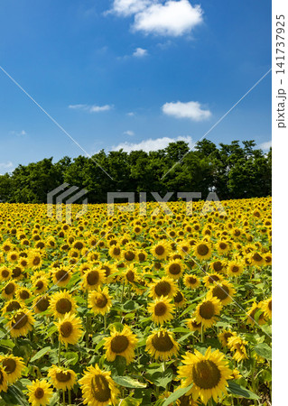 青空の下で満開のひまわり畑が一面に広がる夏の風景 青空の下で満開のひまわり畑が一面に広がる夏の風景 141737925