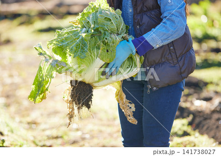 冬野菜を収穫する若い女性 141738027